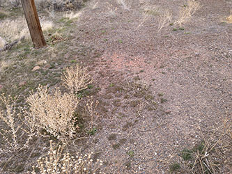 Derelict Trailer Home